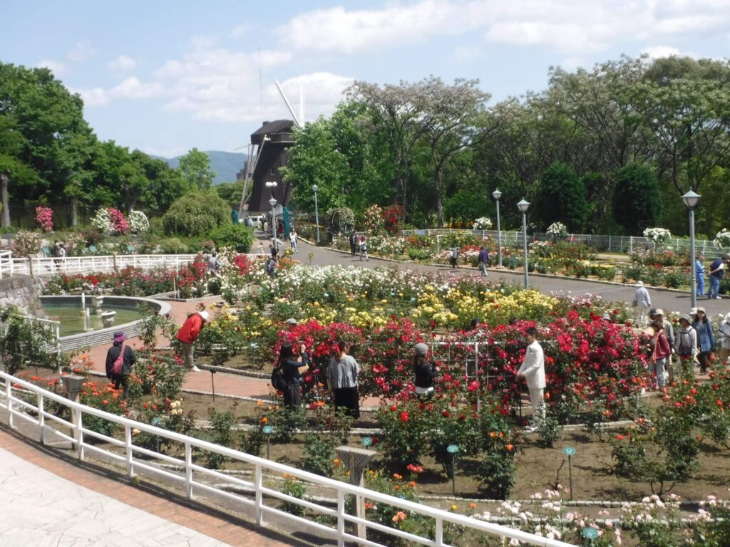 中之島公園と長居植物園のバラ園で秋のイベント！10月22日に無料のバラツアー、長居は「秋のバラウィーク」